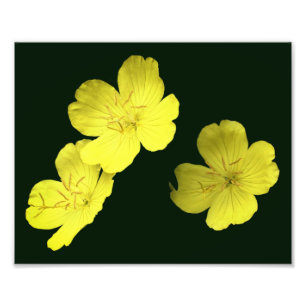 Foto Flores Flutuantes de Gerânio Selvagem Amarelo 8x10