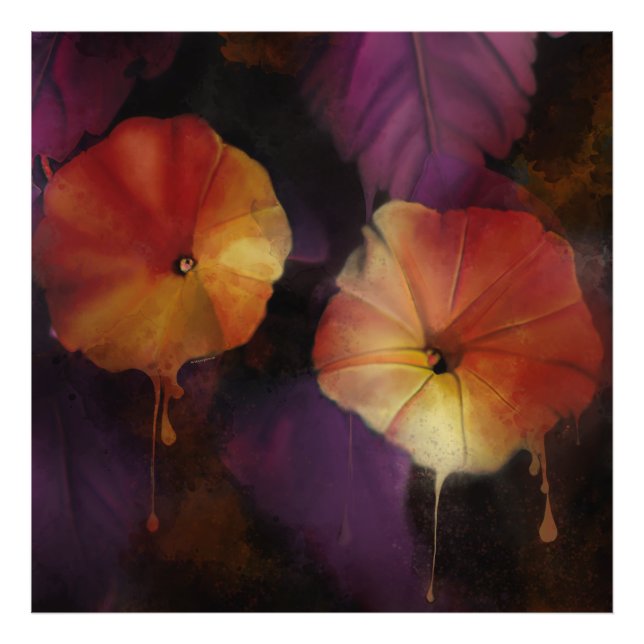 Foto Flores Gloriosas da Manhã (Frente)