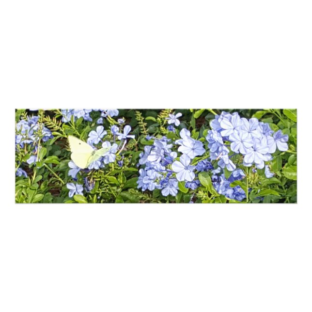 Foto Flores Lavandas de Borboleta Amarela Azul Plumbago (Frente)