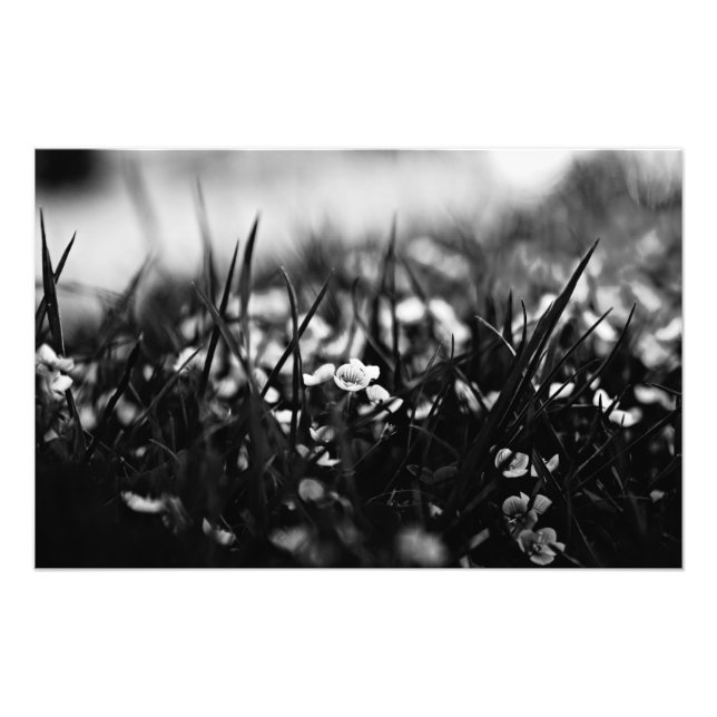 Foto Flores no campo em primavera (Frente)