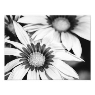 Foto Flores Pretas e Brancas