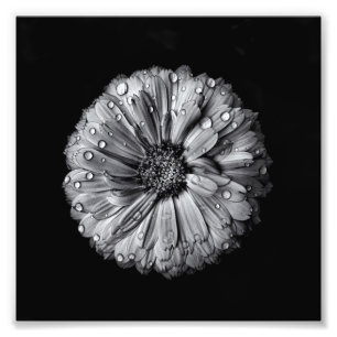 Foto Flores preto e branco 10