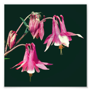 Foto Flores Rosa de Columbine Close Up 8x8