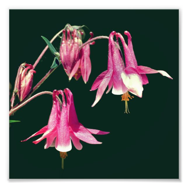 Foto Flores Rosa de Columbine Close Up 8x8 (Frente)