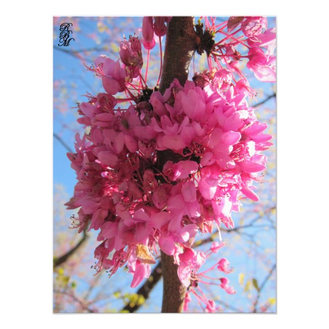 Foto Flores Rosa em uma Árvore (Frente)