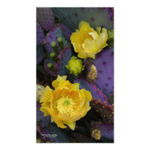 Foto Flores roxas do amarelo do cacto do opuntia da