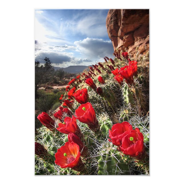 Foto Flores selvagens - Grand Canyon - Arizona (Frente)
