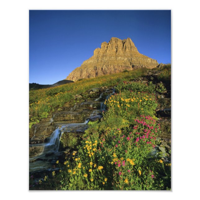 Foto Flores silvestres alpinas & Mt Clements em Logan P (Frente)