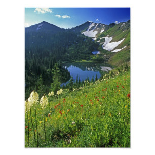 Foto Flores silvestres alpinas na Jewel Basin na