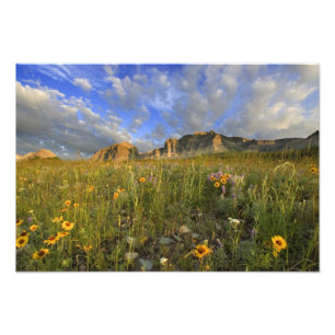 Foto Flores silvestres da pradaria em Windy Creek no Ma