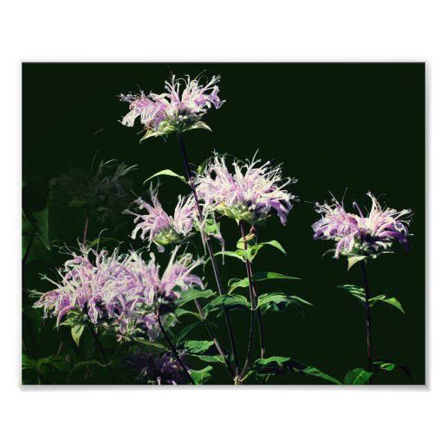 Foto Flores Silvestres de Bálsamo Roxo 8x10 (Frente)