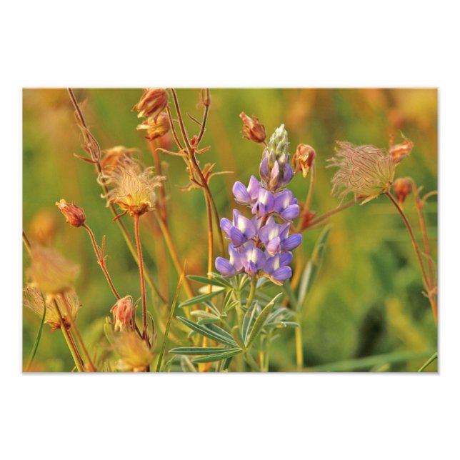 Foto Flores silvestres de tremoço e fumaça de pradaria  (Frente)