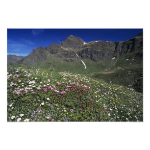 Foto Flores silvestres, florescendo, Alpes, Suíça