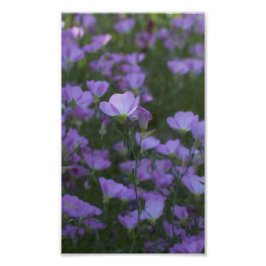Foto flores silvestres roxas por todo o lado