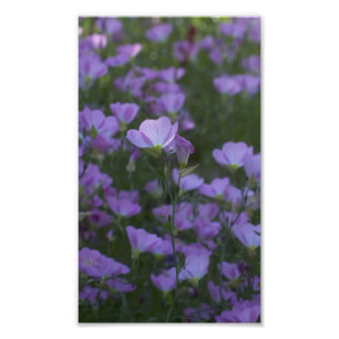 Foto flores silvestres roxas por todo o lado