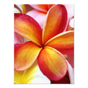 Foto Flores vermelhas amarelas de Havaí do Frangipani