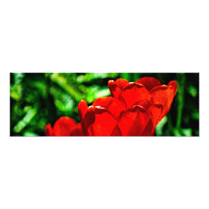 Foto Flores vermelhas da tulipa