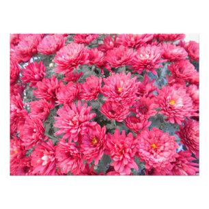 Foto Flores Vermelhas de Chrysanthemum