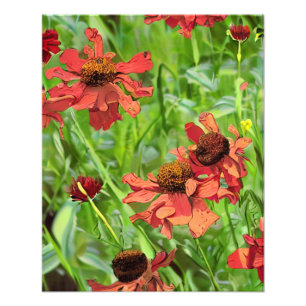 FOTO FLÔRES VERMELHAS DE RUDBECKIA