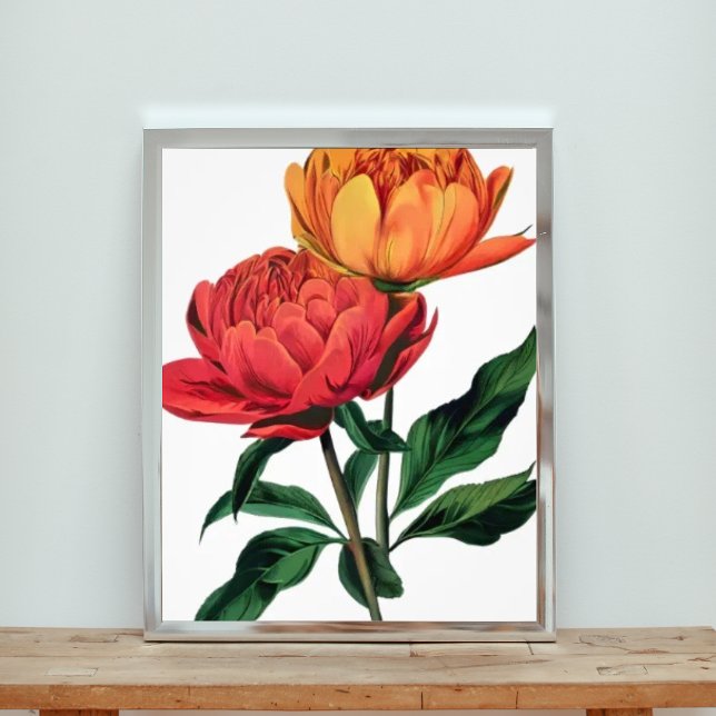 Foto Flores Vermelhas e Laranja Vibrantes (Criador carregado)