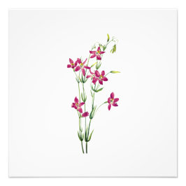 Foto Flores Vintage - Centaurium por Mary Vaux Walcott