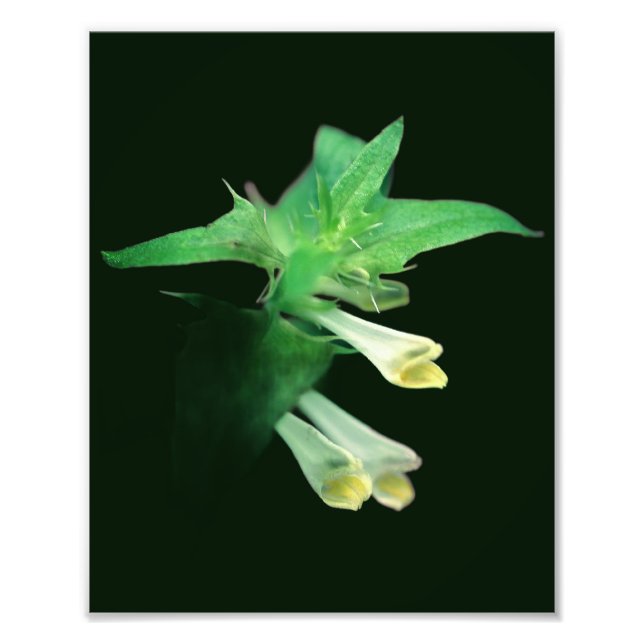 Foto Floresta Branca Fantástica Fecha-se 8x10 (Frente)