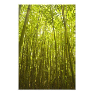 Foto Floresta de bambu perto da trilha Waikamoi Ridge,