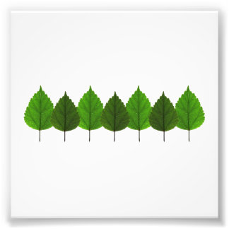 Foto Floresta de Folha de Árvore Verde Feliz