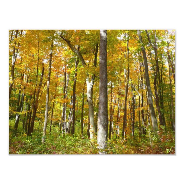 Foto Floresta de Folhas Amarelas Paisagem de Outono (Frente)
