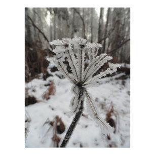 Foto Floresta de inverno em plantas na floresta