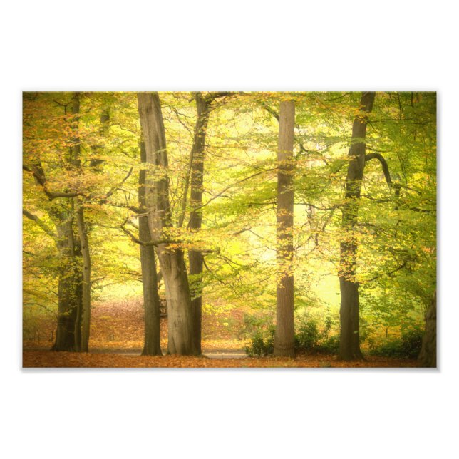 Foto Floresta de Outono (4391)  (Frente)