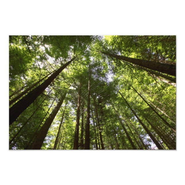 Foto Floresta de Redwood, Rotorua, Nova Zelândia (Frente)