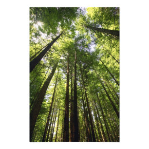 Foto Floresta de Redwood, Rotorua, Nova Zelândia
