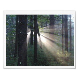 Foto floresta enchanted