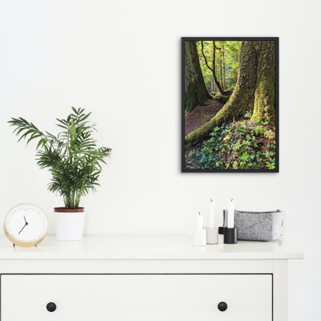 Foto Floresta Evergreen Esmagadora Natureza (In Situ Framed)