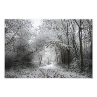 Foto Floresta Invernal Nevada (8656)