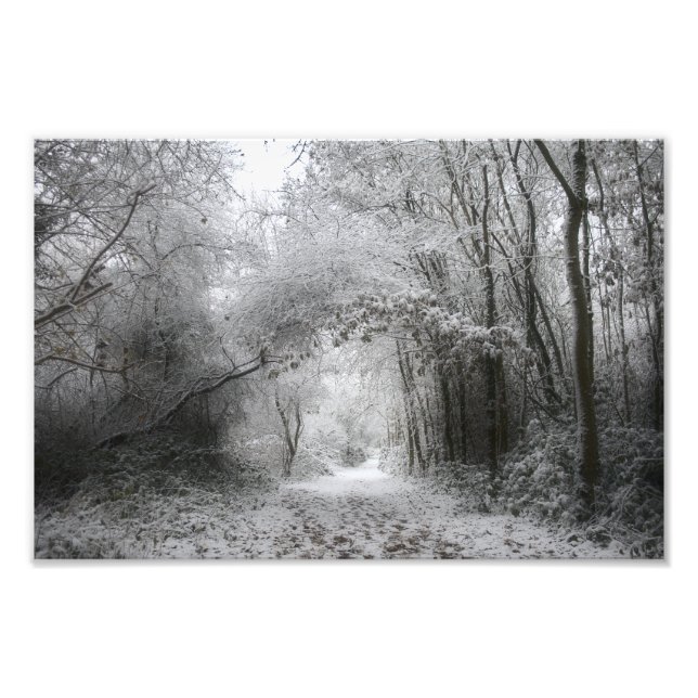Foto Floresta Invernal Nevada (8656) (Frente)