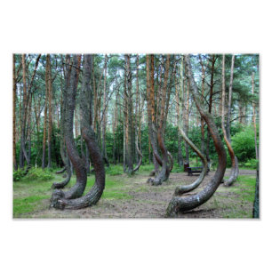 Foto Floresta torrada - Polônia