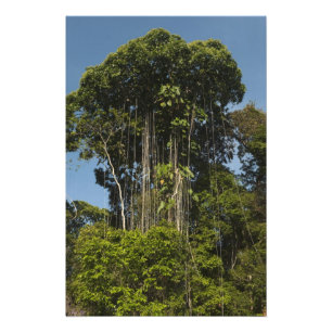 Foto Floresta tropical à beira do rio Rewa, Guiana