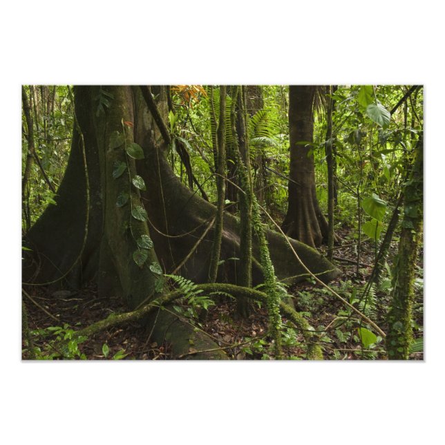 Foto Floresta Tropical, Rio Mapari Norte Rupununi, (Frente)