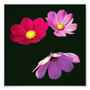 Foto Flower flutuante do Cosmos Daisy Trio 8x8