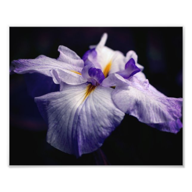 Foto Flower Iris Japonês Intenso Fechar 8x10 (Frente)