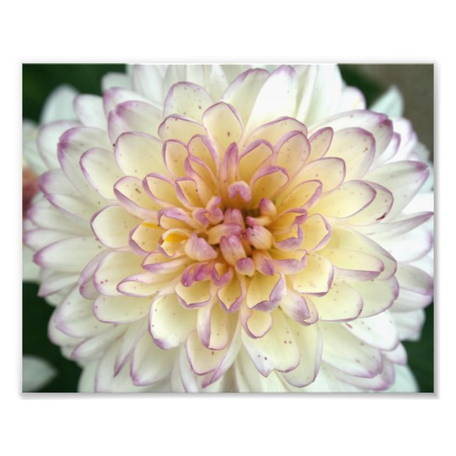 Foto fluffy (Frente)