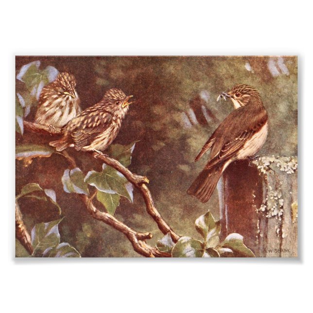 Foto Flycatcher e Young (Frente)
