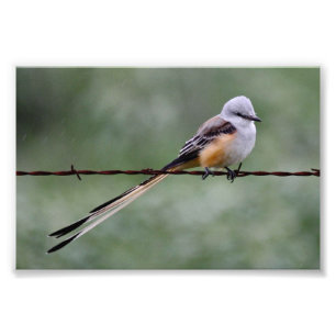 Foto Flycatcher Scissor-atado empoleirado no arame