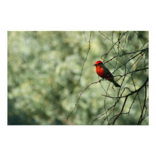 Foto Flycatcher Vermilion