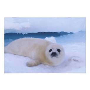 Foto Foca Harpa América do Norte, Canadá, Quebec