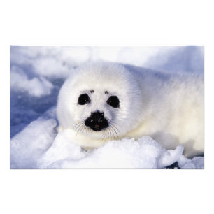 Foto Foca harpa filhote gelo Golfo de São Lourenço,