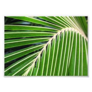 Foto Folha de Palma Verde abstrato