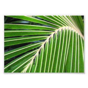 Foto Folha de palmeira verde abstrata